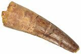 Fossil Spinosaurus Tooth - Real Dinosaur Tooth #357834-1